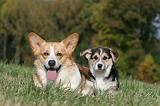 CORGI PEMBROKE 1006